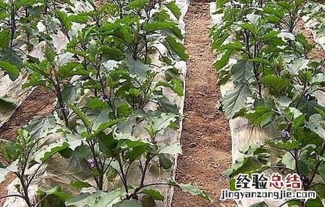 茄子的种植技术 茄子的种植技术和管理