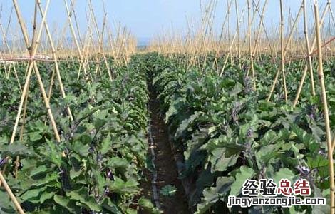 茄子的种植技术 茄子的种植技术和管理