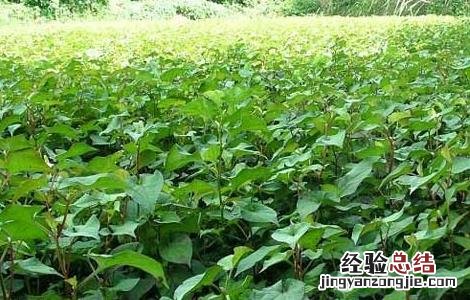 折耳根栽培技术视频 折耳根栽培技术
