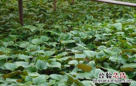 折耳根栽培技术视频 折耳根栽培技术