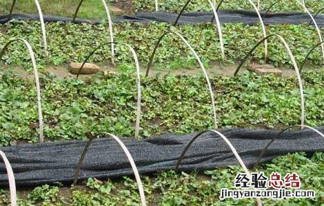 折耳根栽培技术视频 折耳根栽培技术