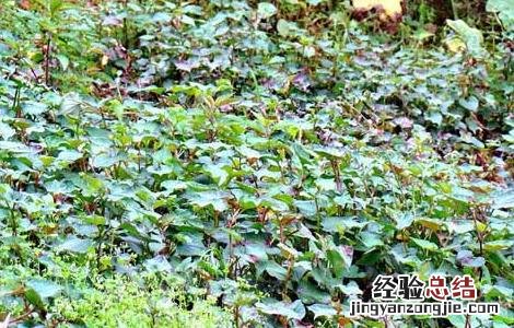 折耳根栽培技术视频 折耳根栽培技术
