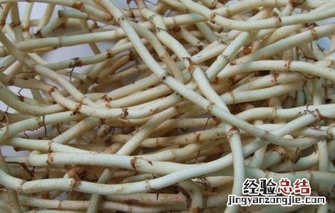 折耳根栽培技术视频 折耳根栽培技术