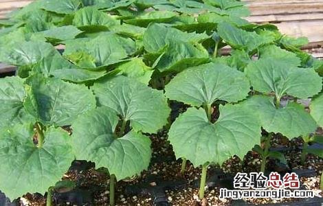 苦瓜种子的催芽方法是什么 苦瓜种子的催芽方法