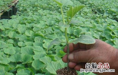苦瓜种子的催芽方法是什么 苦瓜种子的催芽方法
