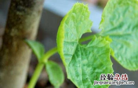 苦瓜种子的催芽方法是什么 苦瓜种子的催芽方法