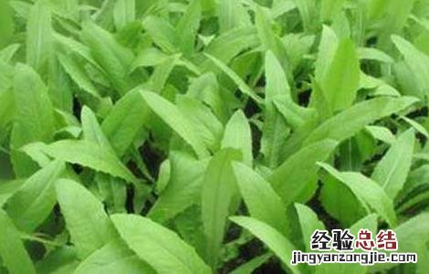 莴笋的种植技术 莴笋的种植技术视频