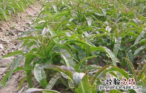莴笋的种植技术 莴笋的种植技术视频