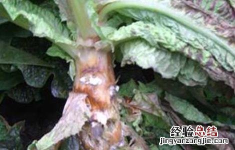 莴笋的种植技术 莴笋的种植技术视频