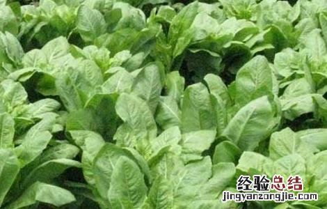 莴笋的种植技术 莴笋的种植技术视频