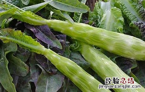 莴笋的种植技术 莴笋的种植技术视频