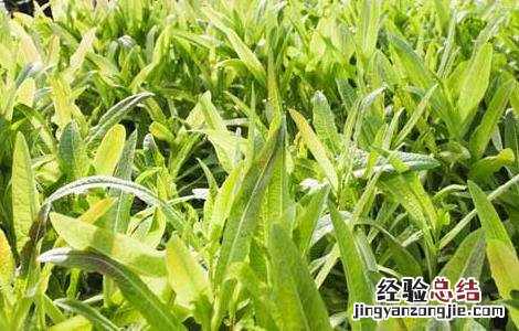 莴笋的种植技术 莴笋的种植技术视频