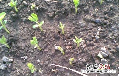 苦瓜种植技术与管理法视频 苦瓜种植技术