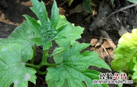 苦瓜种植技术与管理法视频 苦瓜种植技术