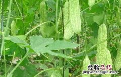 苦瓜种植技术与管理法视频 苦瓜种植技术