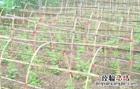 苦瓜种植技术与管理法视频 苦瓜种植技术