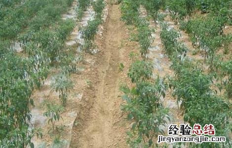 地膜辣椒高産栽培技术 地膜辣椒高産栽培技术与管理