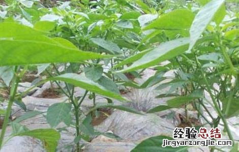地膜辣椒高産栽培技术 地膜辣椒高産栽培技术与管理
