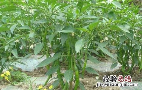 地膜辣椒高産栽培技术 地膜辣椒高産栽培技术与管理