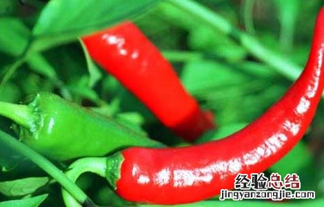 地膜辣椒高産栽培技术 地膜辣椒高産栽培技术与管理
