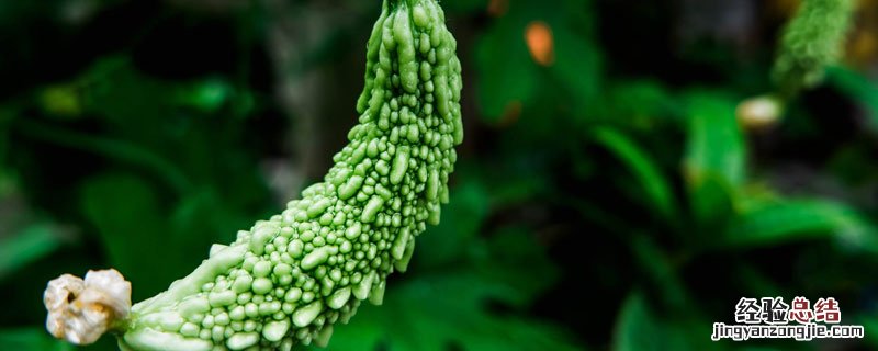 苦瓜需要打顶掐尖吗 种植苦瓜用掐尖吗