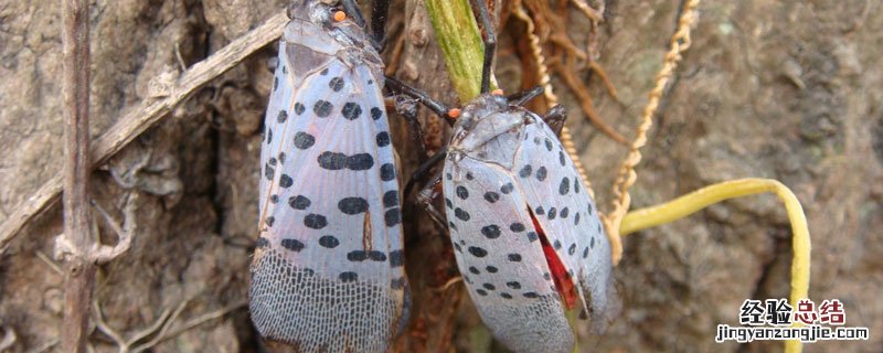 斑衣蜡蝉防治方法 斑衣蜡蝉幼虫