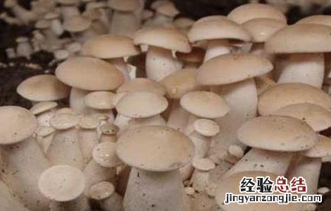 无公害食用菌生产技术 无公害食用菌生产技术要求