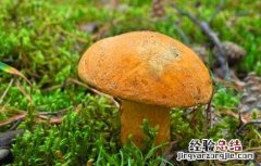 无公害食用菌生产技术 无公害食用菌生产技术要求