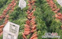 胡萝卜间管理技术
