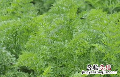胡萝卜间管理技术