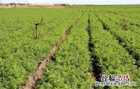 胡萝卜间管理技术