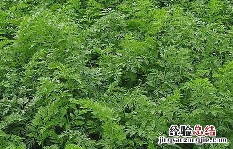 胡萝卜间管理技术