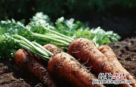 胡萝卜间管理技术