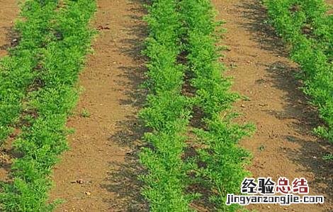 胡萝卜间管理技术