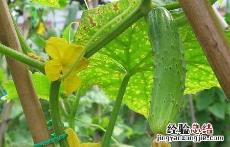 黄瓜秧低温障碍什么样 黄瓜低温障碍防治技术