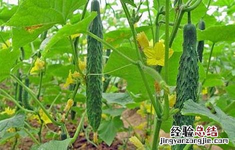 黄瓜秧低温障碍什么样 黄瓜低温障碍防治技术