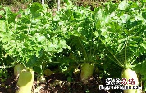 萝卜种植技术 韩国萝卜种植技术