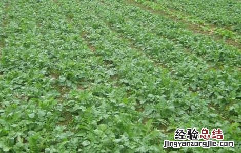 萝卜种植技术 韩国萝卜种植技术