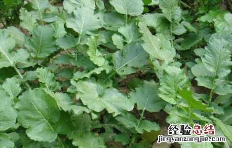 萝卜种植技术 韩国萝卜种植技术