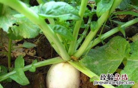 萝卜种植技术 韩国萝卜种植技术