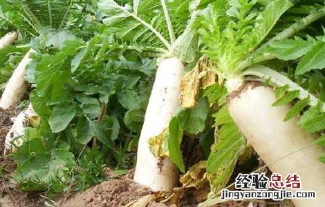 萝卜种植技术 韩国萝卜种植技术