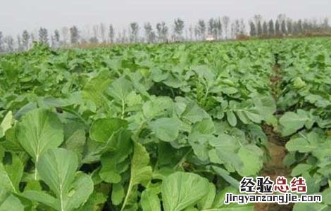 萝卜种植技术 韩国萝卜种植技术