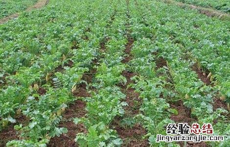 萝卜种植技术 韩国萝卜种植技术