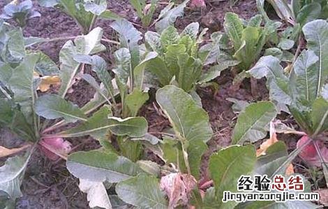 萝卜种植技术 韩国萝卜种植技术