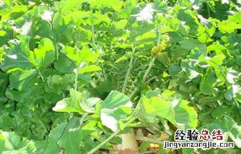 萝卜种植技术 韩国萝卜种植技术