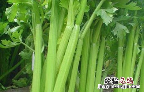 冬季芹菜的高效种植技术 冬季芹菜的高效种植技术与管理