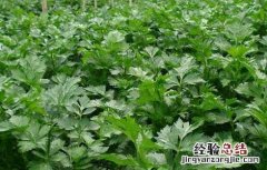 冬季芹菜的高效种植技术 冬季芹菜的高效种植技术与管理