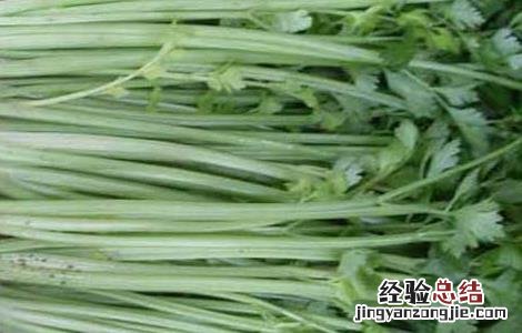 冬季芹菜的高效种植技术 冬季芹菜的高效种植技术与管理