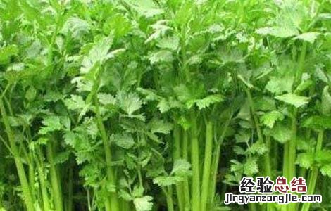 冬季芹菜的高效种植技术 冬季芹菜的高效种植技术与管理