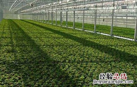 大棚蔬菜种植错误认识 大棚蔬菜种植错误认识和建议